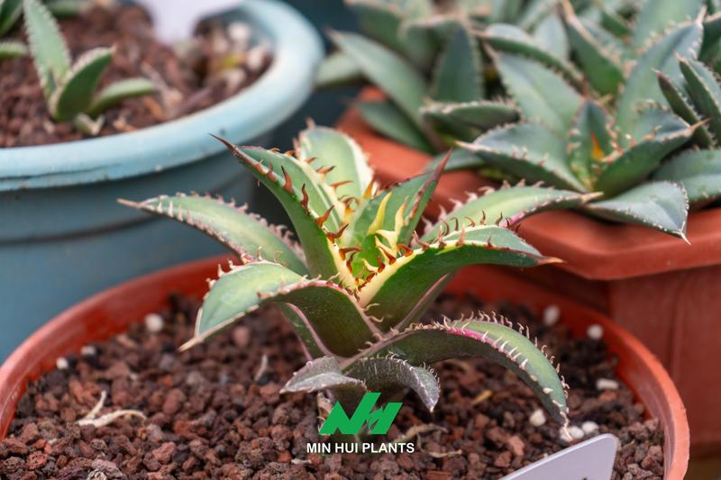 Commercial Agave Production: Why Uniformity, Root Architecture, and Growth Stage Matter More Than Plant Size